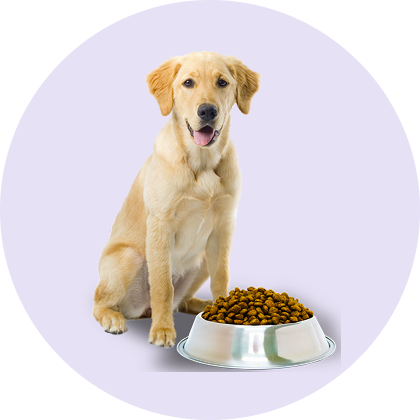 Pet Care